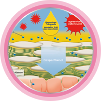 dessin de la régénération naturelle de la peau